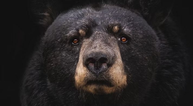 How Many Black Bears Live in Minnesota?