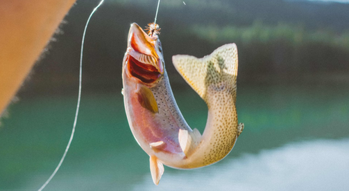 Beyond the Coast: Discover North Carolina's Thriving Trout Fisheries
