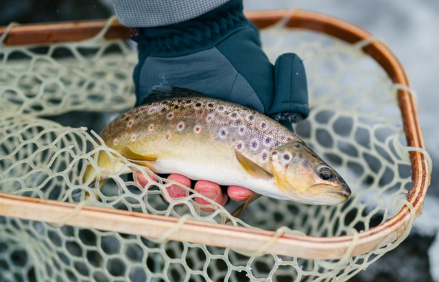 Cast a Line in Vermont: Your Guide to Top Trout Waters